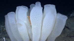 Venus' Flower basket an example of an organism from the deep sea.