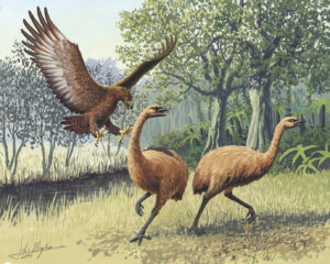 Giant Haast's eagle attacking New Zealand moa. Examples of two extinct avian species.