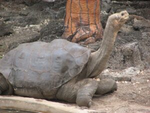 Lonesome George, the last Pinta Island tortoise (Chelonoidis nigra abingdoni)