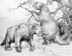 Giant ground sloth whose extinction was likely caused by humans.