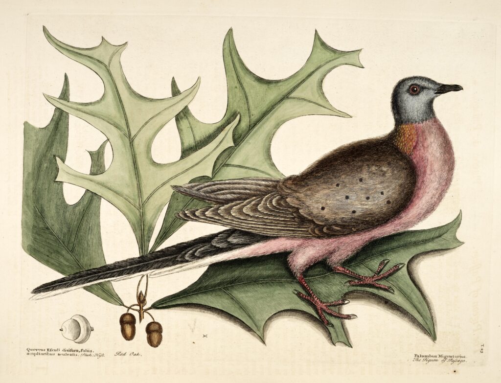 The passenger pigeon is a candidate for de-extinction