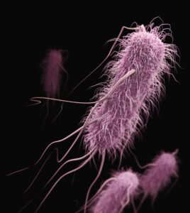 Shows an example of a microbiome bacterial species, E. coli.