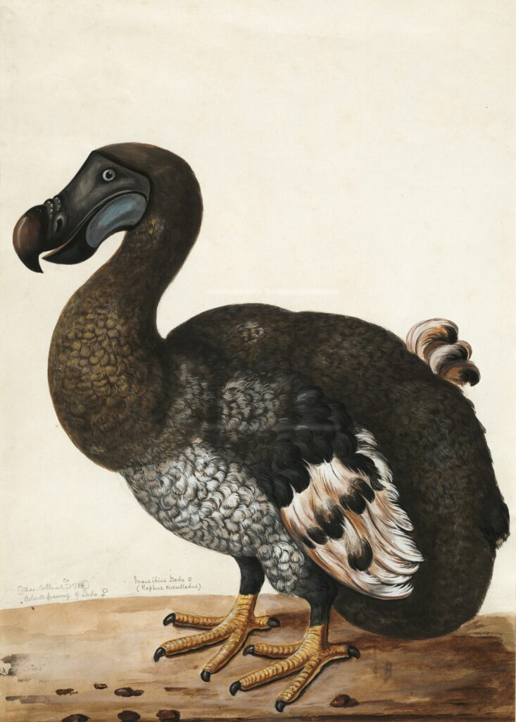 The dodo is a candidate for de-extinction