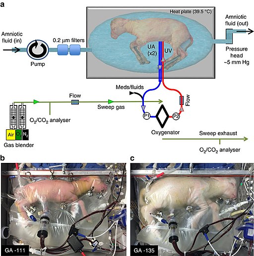 Artificial wombs are being tested on animals.