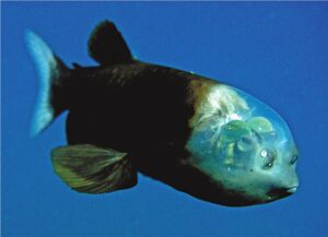 Barreleye Fish. An example of a deep-sea organism.