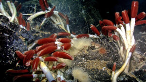 Giant tube worms. An example of a species living around deep-sea hydrothermal vents.