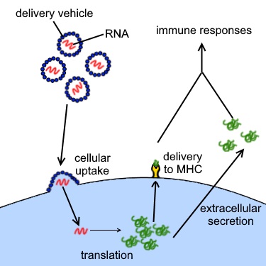 The mode of action of mRNA vaccines