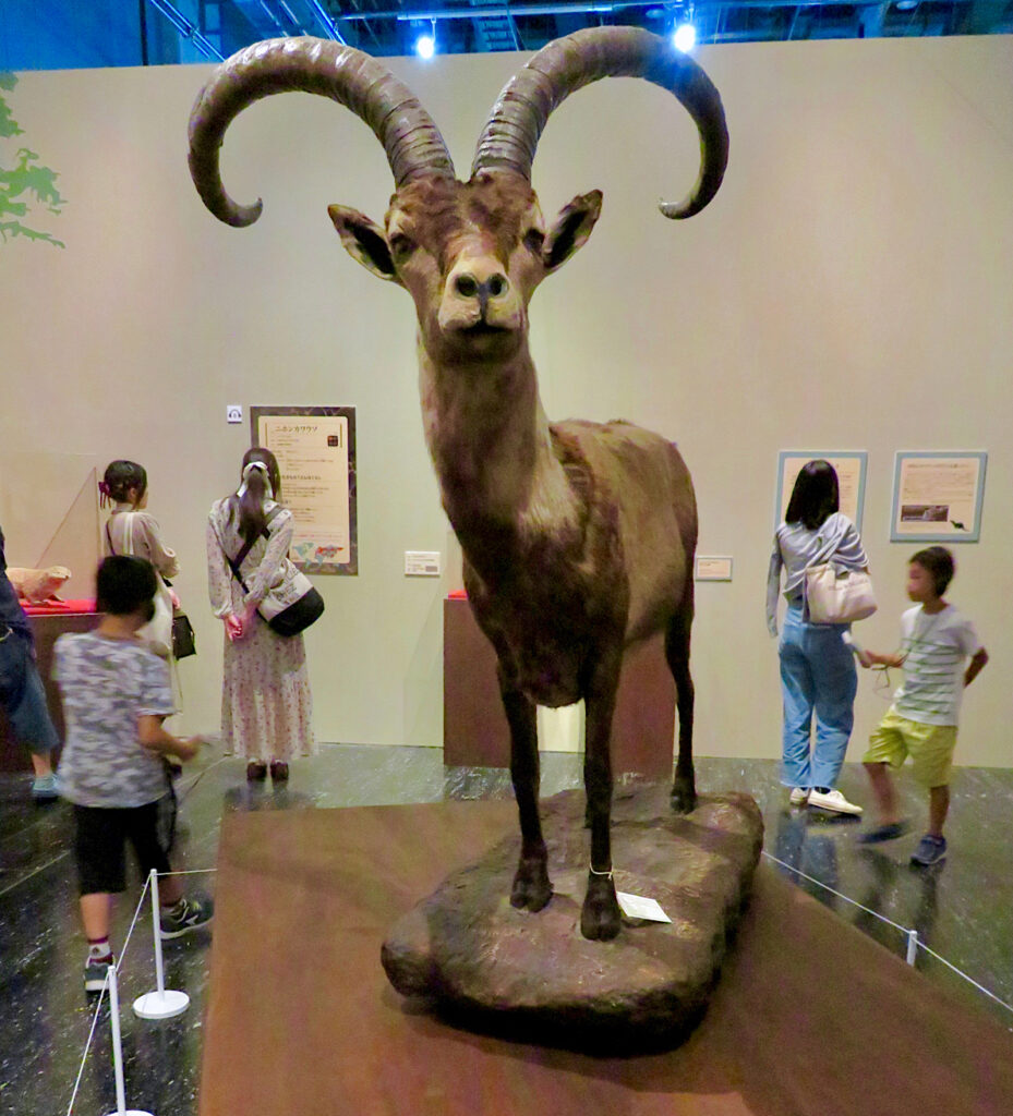 Pyrenean Ibex. A partial success de-extinction