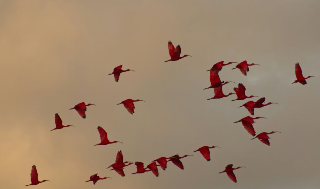 Quantum biology is thought to play a role in bird migration