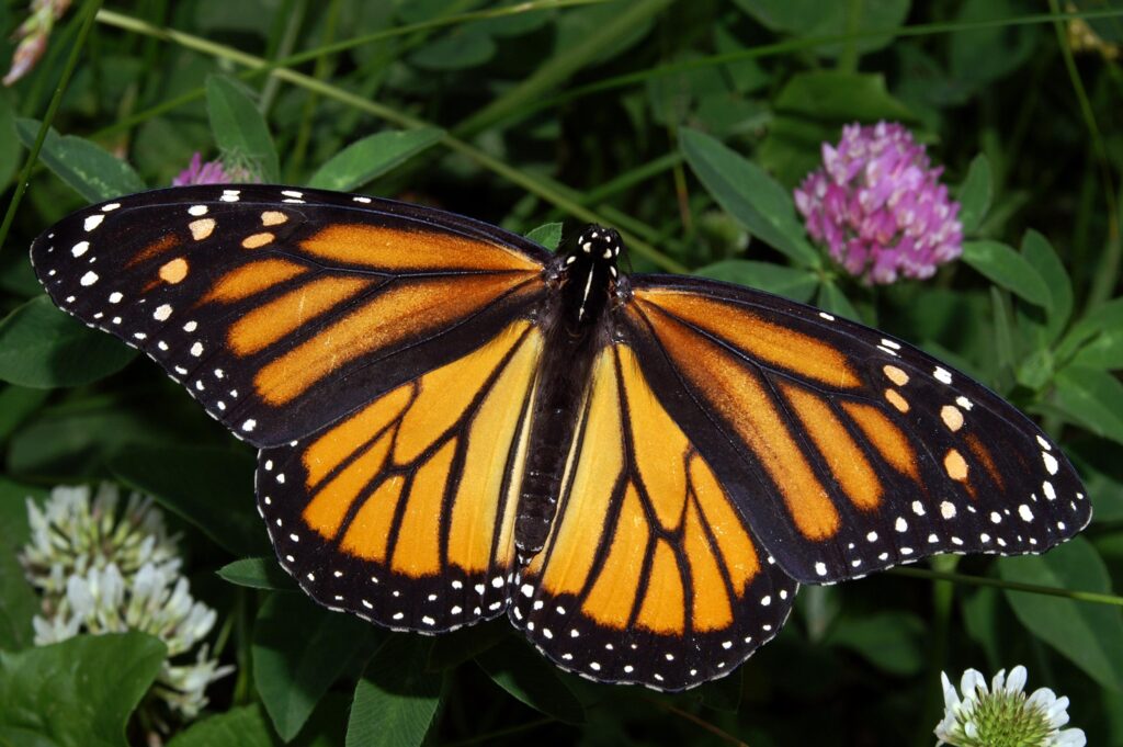 The decline of Monarch butterfly populations is one of the ecological costs of industrial farming.