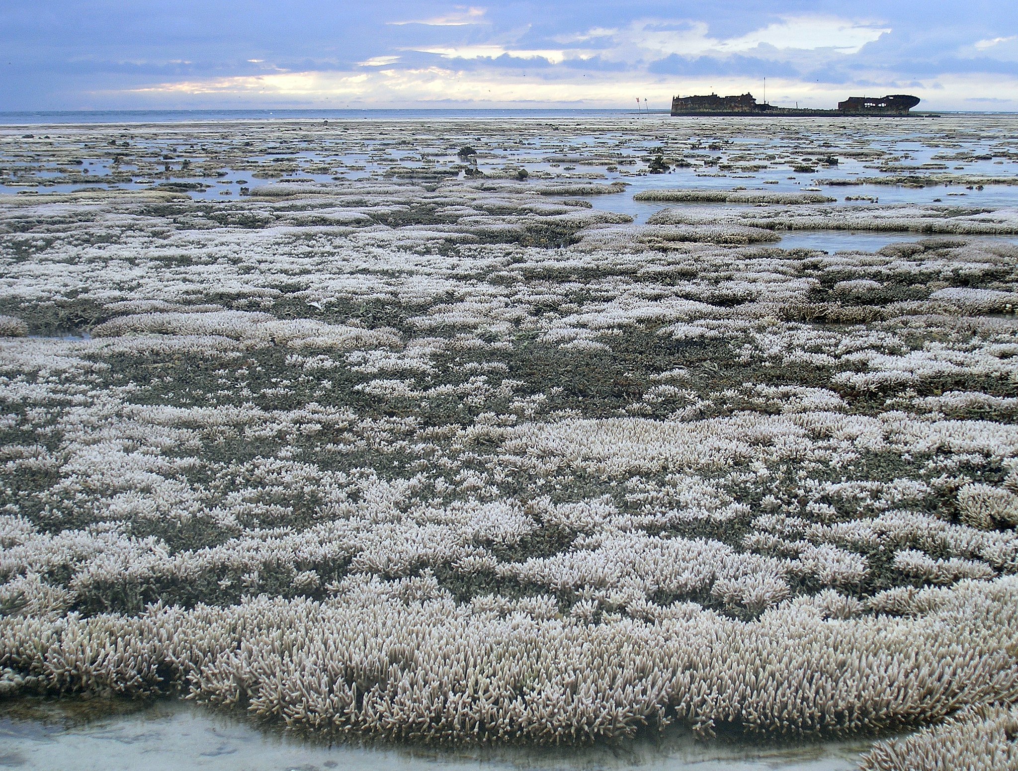 Assisted migration may restore coral demise due to climate change