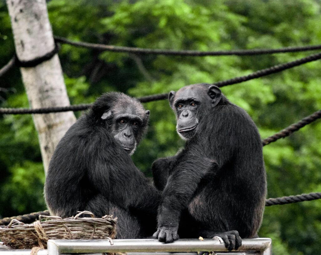 Decoding animal communication with AI has aided in the understanding of chimpanzee communication.