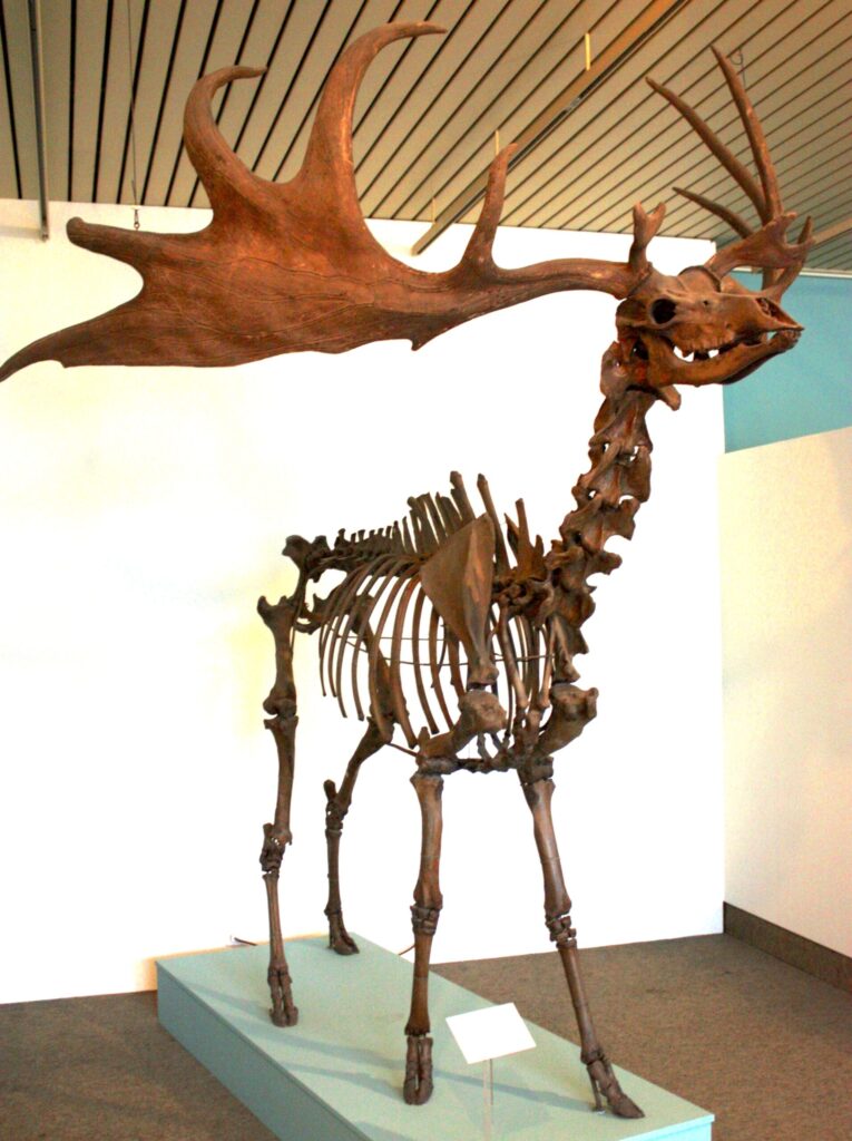 Irish elk antlers an example of Fisherian runaway sexual selection.