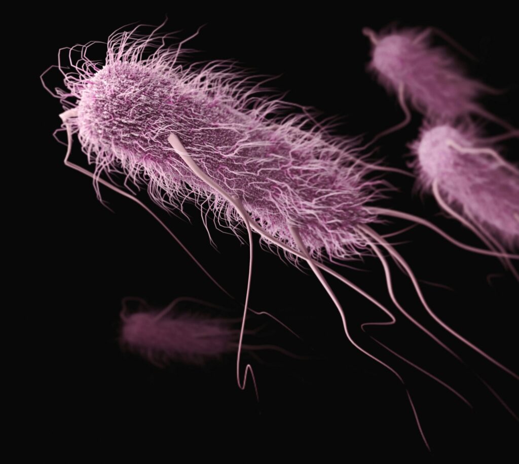E. coli is one of the strains used for living therapeutics