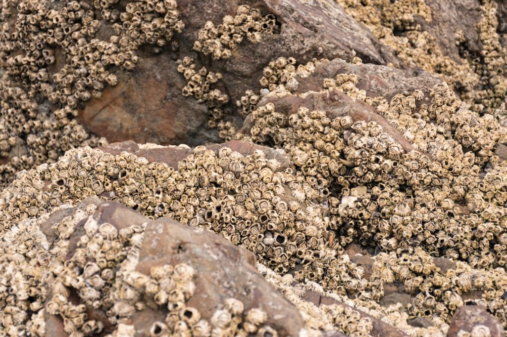 Barnacle adhesive is one of the molecules used in living therapeutics
