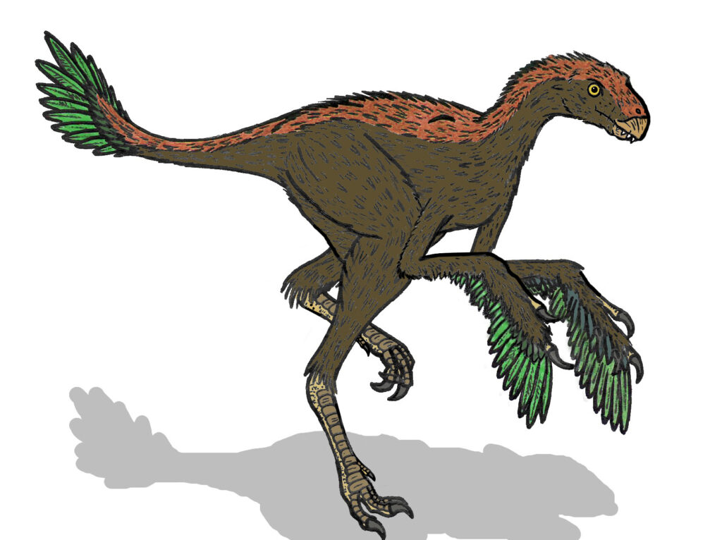 Feathers of Protarchaeopteryx may have been a product of sexual selection that was later adapted for flight.