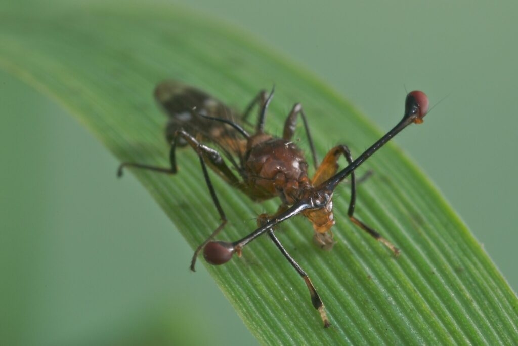 The eyes of male stalk-eyed flies are a product of sexual selection.