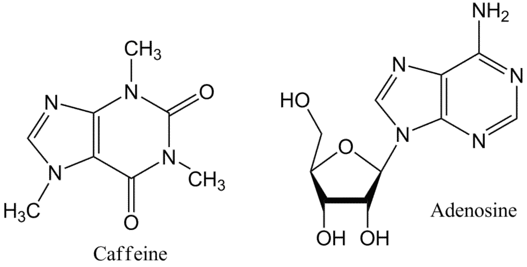 Caffeine and adenosine are important molecules in the biology of coffee
