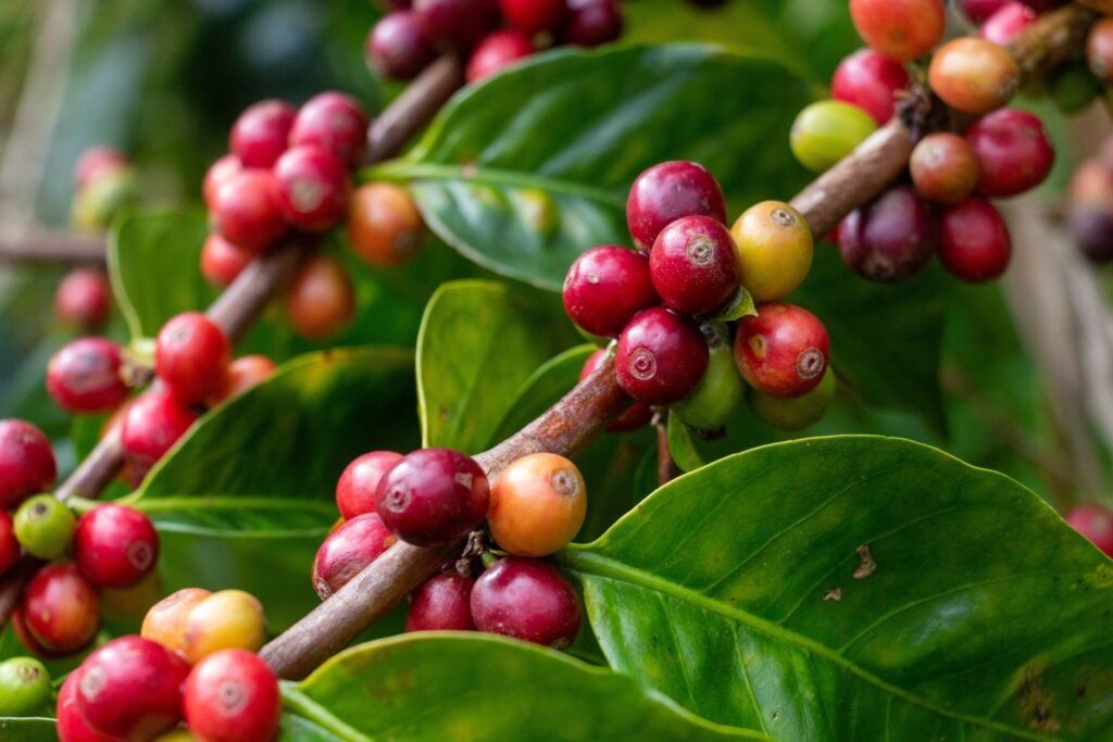 The plant behind the biology of coffee